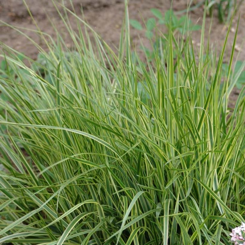 Calamagrostis acutiflora Overdam - Calamagrostide (Port)