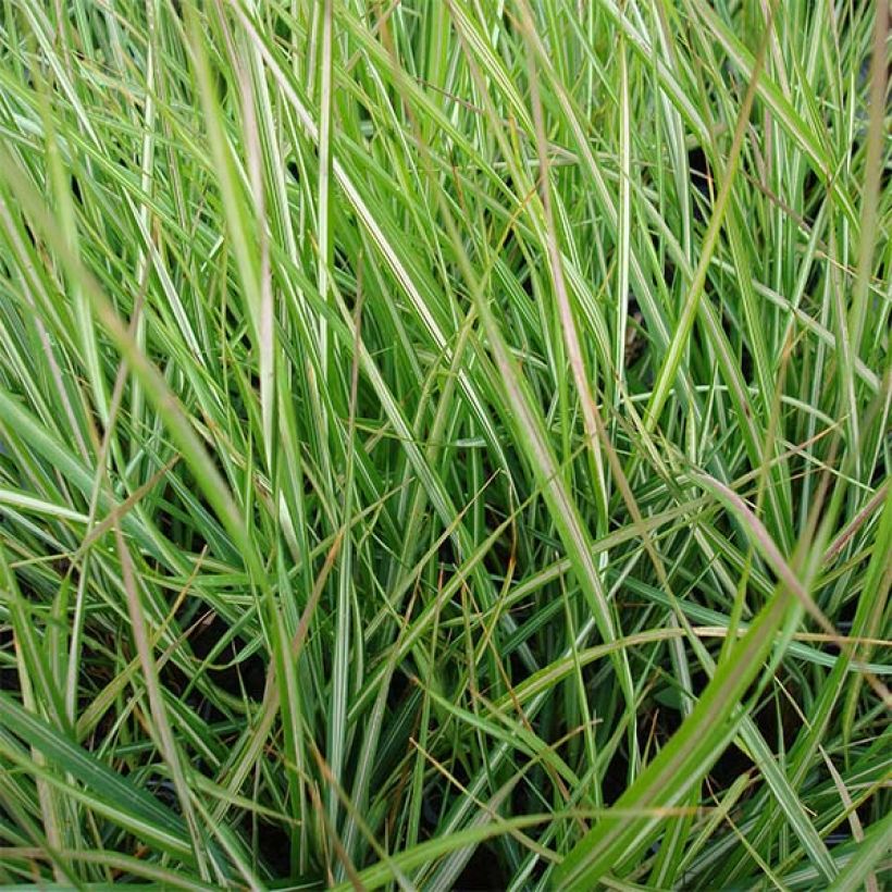 Calamagrostis acutiflora Avalanche - Calamagrostide (Feuillage)