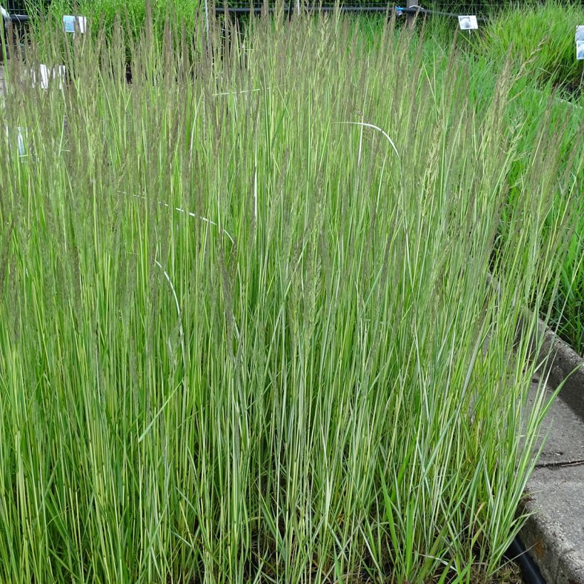 Calamagrostis acutiflora Avalanche - Calamagrostide (Port)