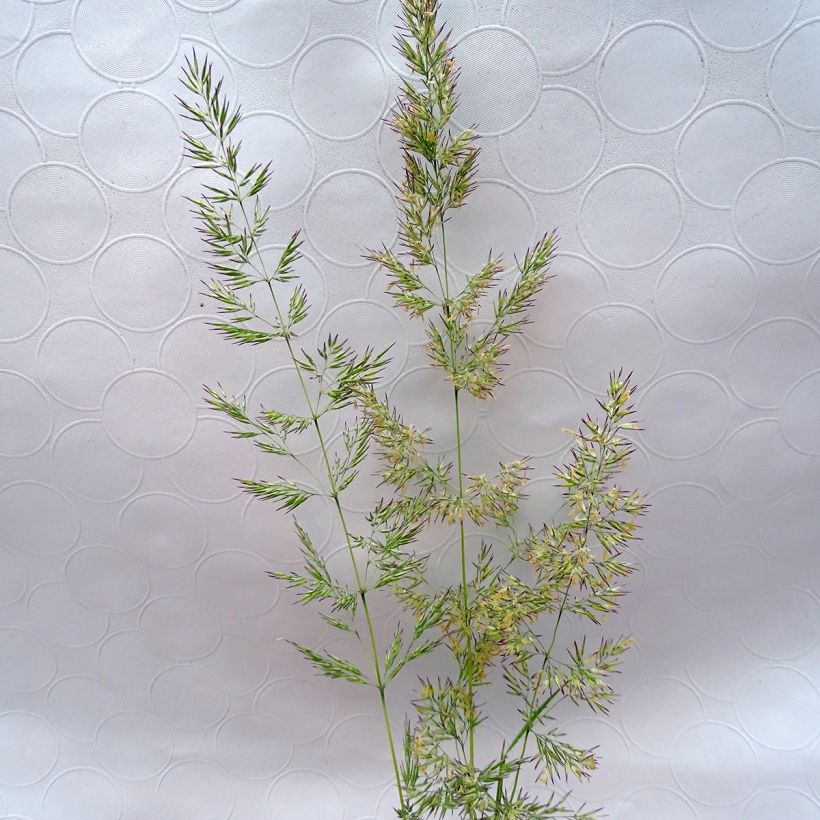 Calamagrostis acutiflora Avalanche - Calamagrostide (Floraison)