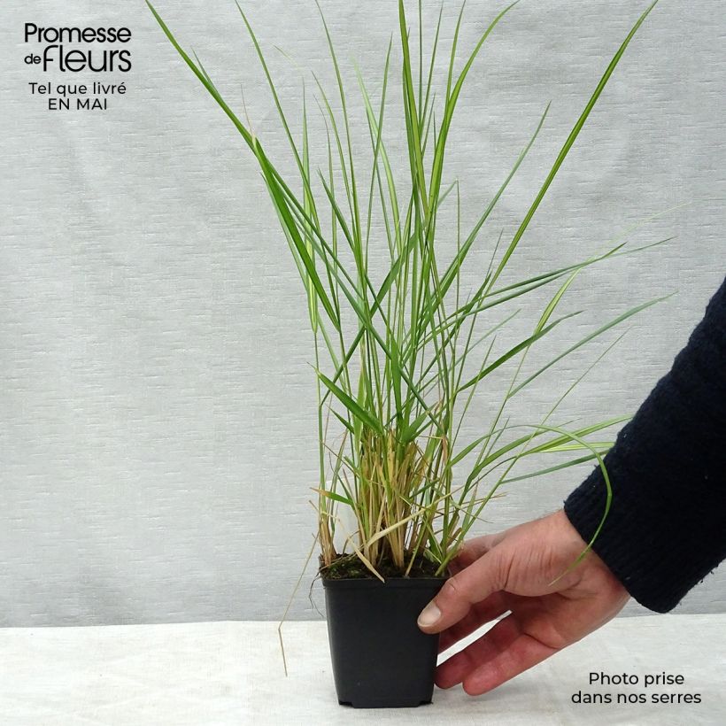 Spécimen de Calamagrostis acutiflora Avalanche - Calamagrostide Godet de 9cm tel que livré au printemps
