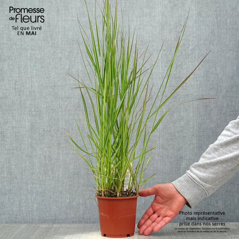 Spécimen de Calamagrostis acutiflora Avalanche - Calamagrostide en pot de 1L/1.5L tel que livré au printemps