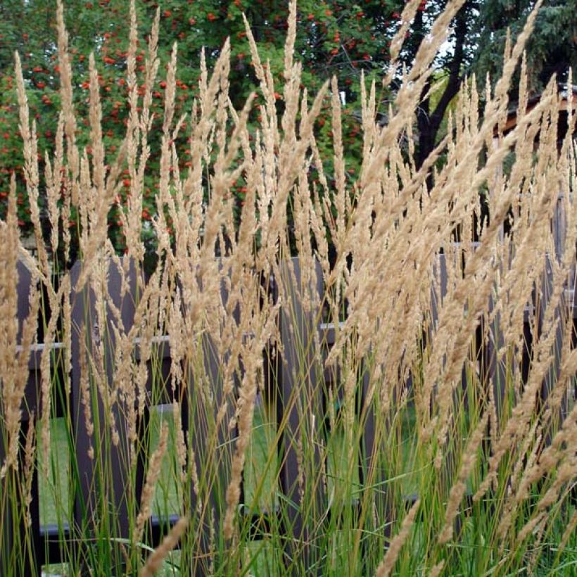 Calamagrostis acutiflora Karl Foerster (Port)