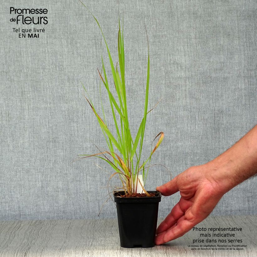 Spécimen de Calamagrostis acutiflora Karl Foerster en godet de 9cm tel que livré au printemps