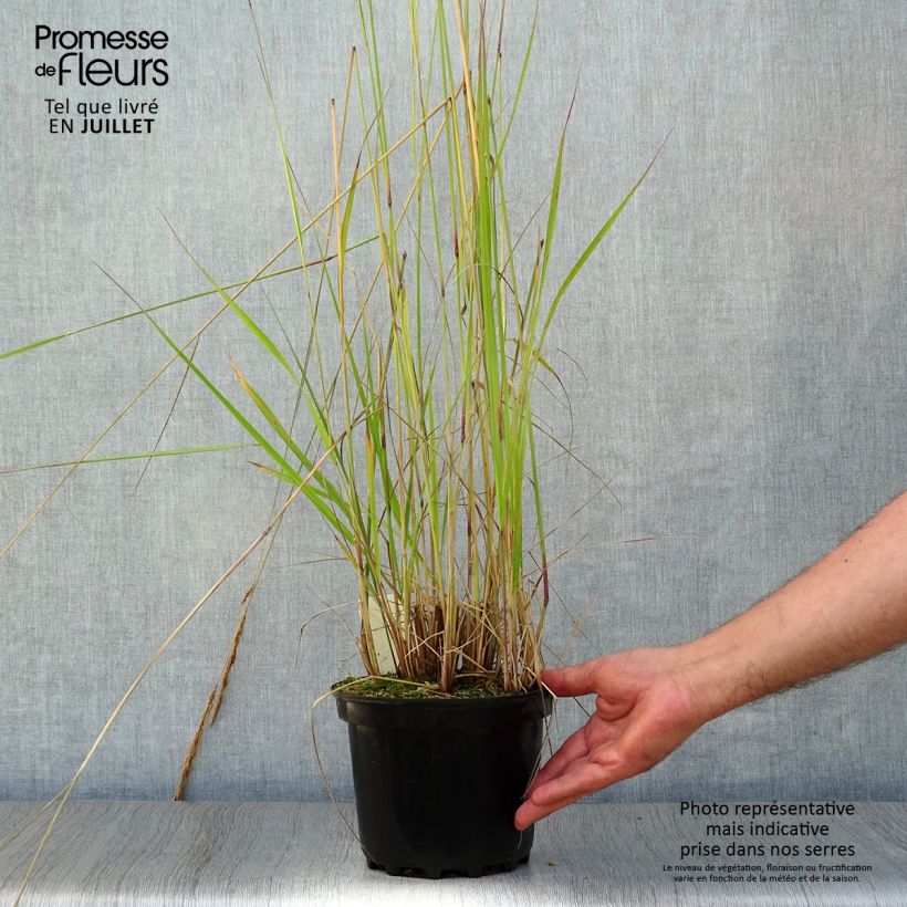 Spécimen de Calamagrostis acutiflora Karl Foerster Pot de 2L/3L tel que livré en été