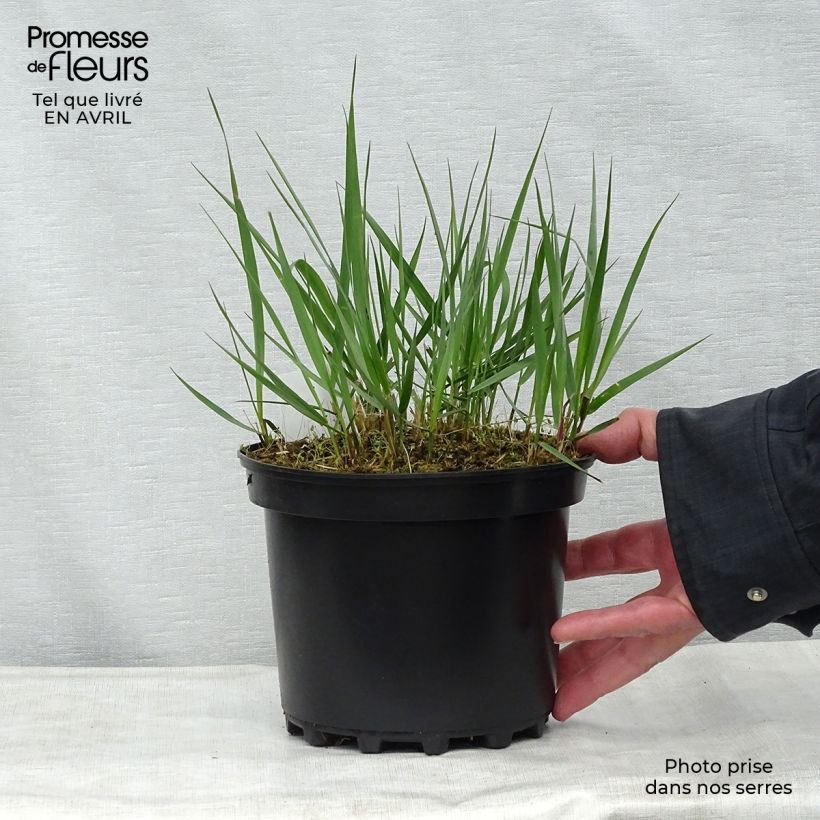 Spécimen de Calamagrostis acutiflora Karl Foerster en pot de 2L/3L tel que livré au printemps