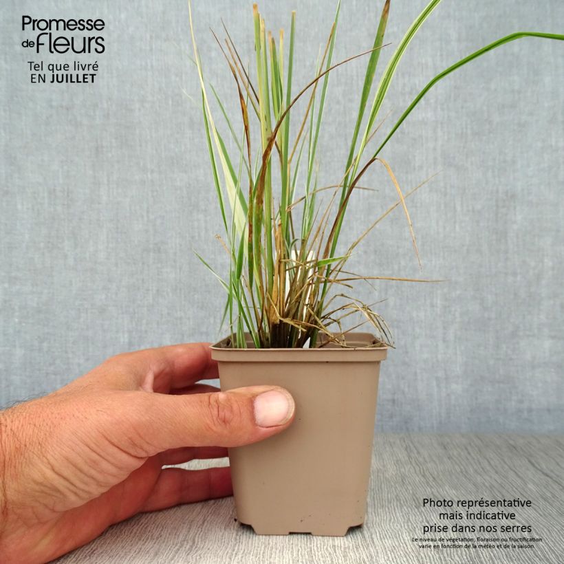 Spécimen de Calamagrostis acutiflora Overdam - Calamagrostide Godet de 8/9 cm tel que livré en été