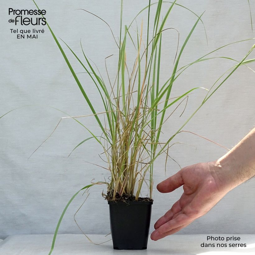 Spécimen de Calamagrostis acutiflora Overdam - Calamagrostide tel que livré au printemps