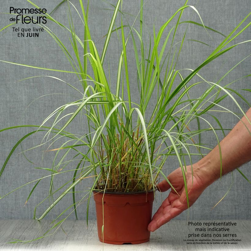 Spécimen de Calamagrostis acutiflora Overdam - Calamagrostide Pot de 2L/3L tel que livré en été