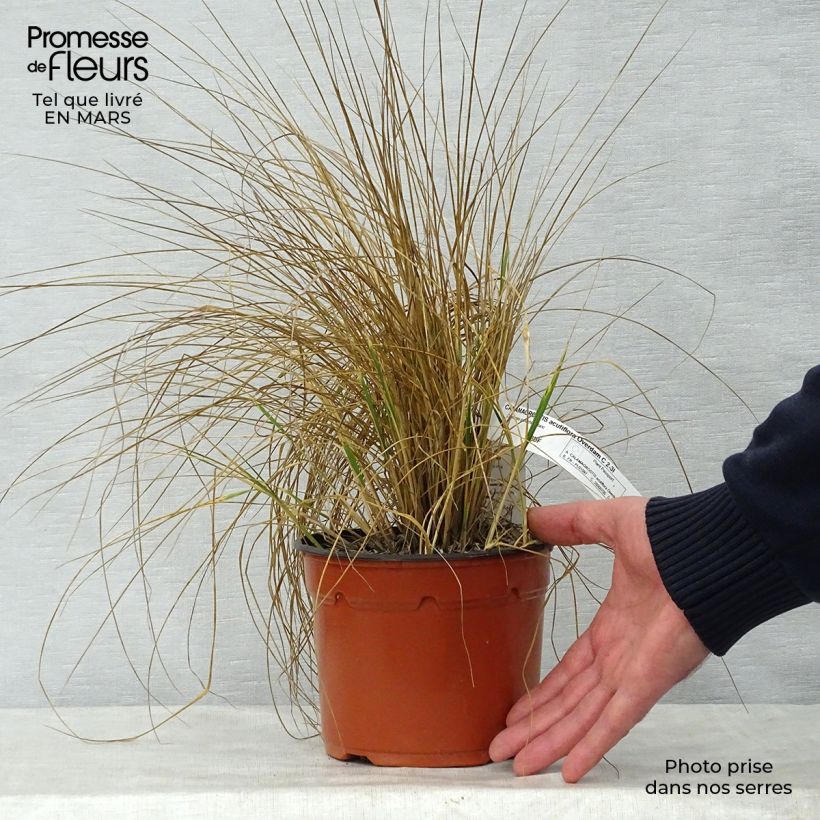 Spécimen de Calamagrostis acutiflora Overdam - Calamagrostide tel que livré au printemps