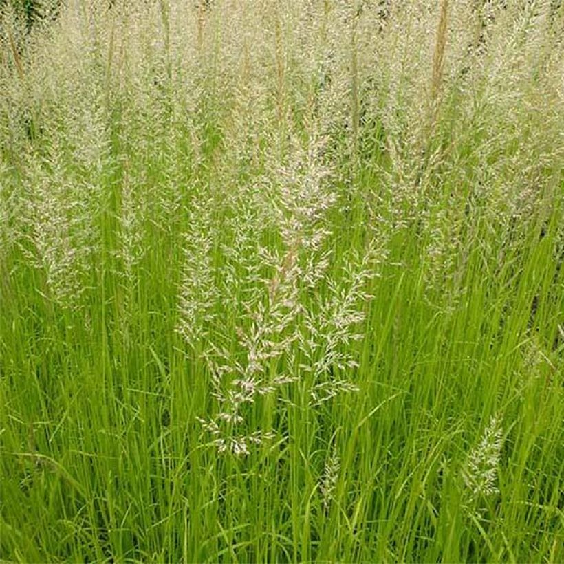 Calamagrostis acutiflora Waldenbuch (Feuillage)