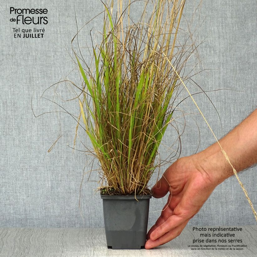 Spécimen de Calamagrostis acutiflora Waldenbuch Godet de 8/9 cm tel que livré en été