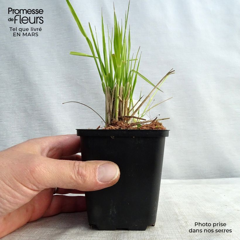 Spécimen de Calamagrostis acutiflora Waldenbuch Godet de 9cm tel que livré au printemps