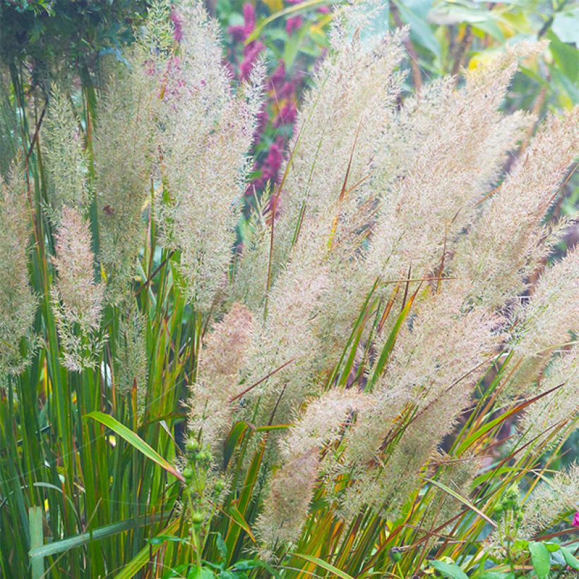 Calamagrostis brachytricha - Herbe aux diamants (Floraison)