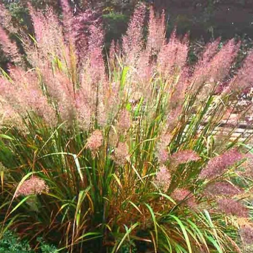 Calamagrostis brachytricha - Herbe aux diamants (Port)