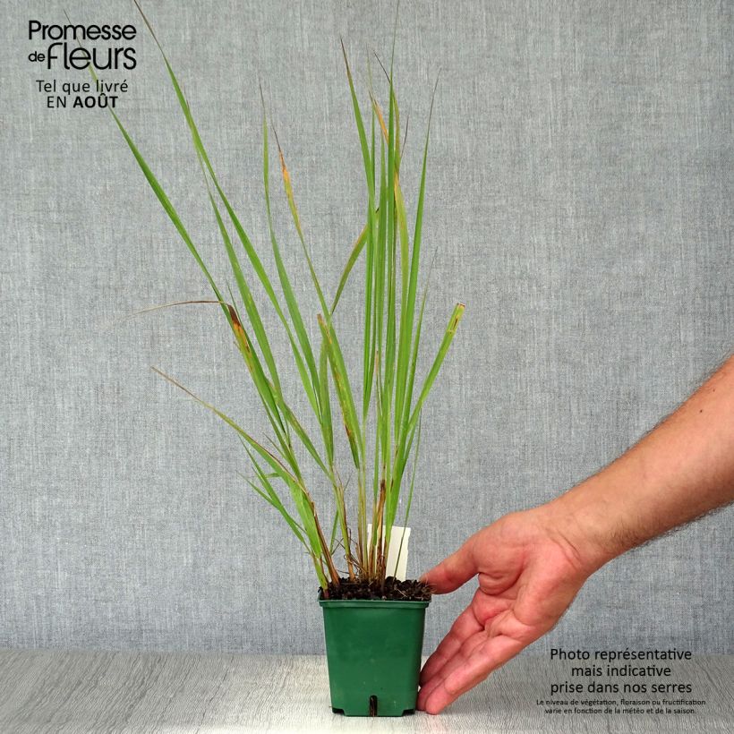 Spécimen de Calamagrostis brachytricha - Herbe aux diamants Godet de 8/9 cm tel que livré en été