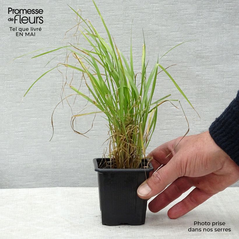 Spécimen de Calamagrostis brachytricha - Herbe aux diamants tel que livré au printemps