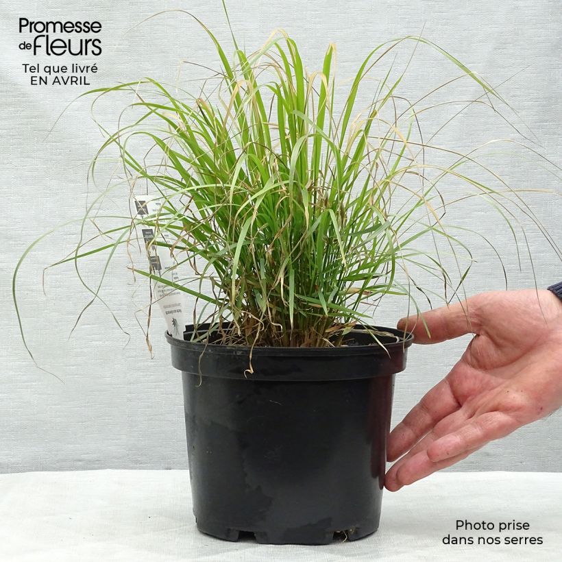 Spécimen de Calamagrostis brachytricha - Herbe aux diamants tel que livré au printemps