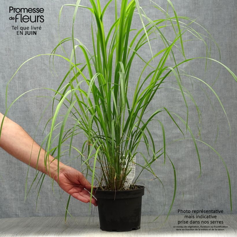 Spécimen de Calamagrostis brachytricha - Herbe aux diamants Pot de 3L/4L tel que livré en été