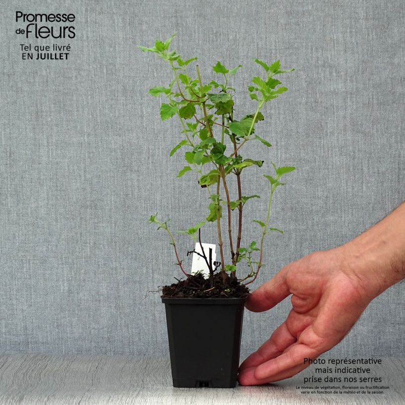 Spécimen de Calamintha grandiflora - Calament Godet de 8/9 cm tel que livré en été
