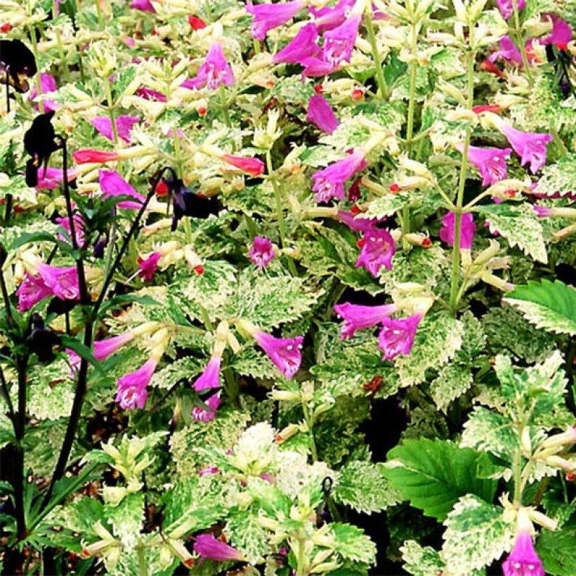 Calamintha grandiflora Variegata - Calament panaché (Floraison)