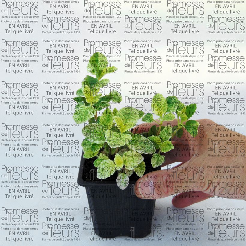 Exemple de spécimen de Calamintha grandiflora Variegata - Calament panaché Godet de 9cm tel que livré