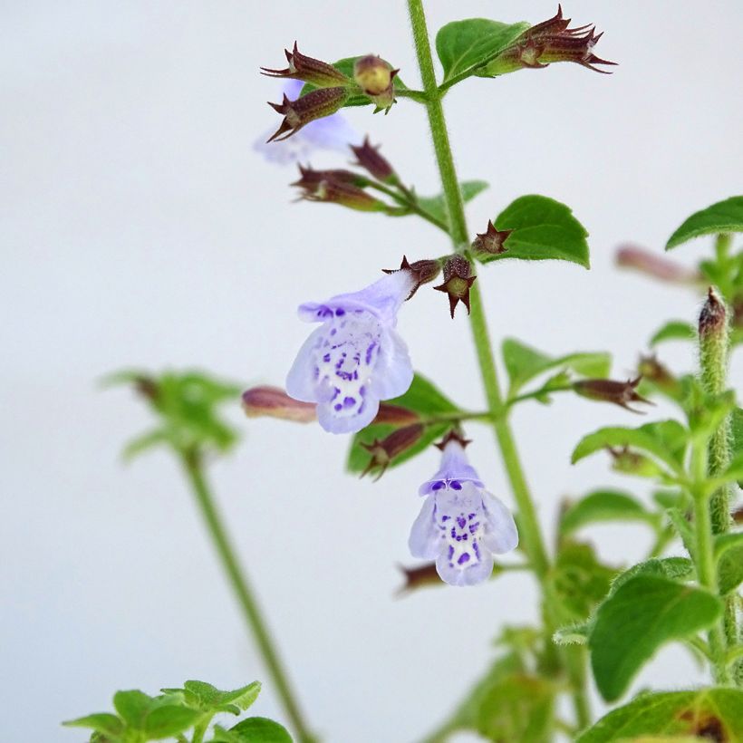 Calamintha nepeta - Calament (Floraison)