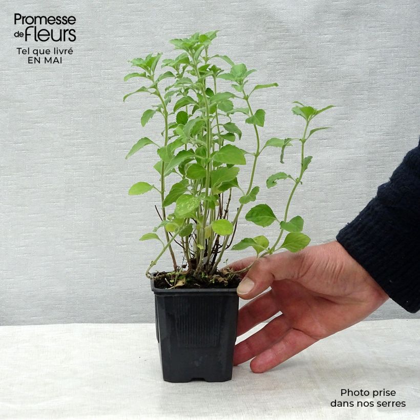 Spécimen de Calamintha nepeta - Calament Godet de 8 cm tel que livré au printemps