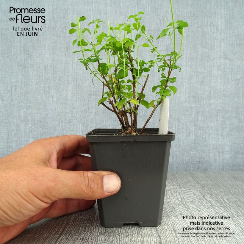 Spécimen de Calamintha nepeta - Calament Godet de 8/9 cm tel que livré en été