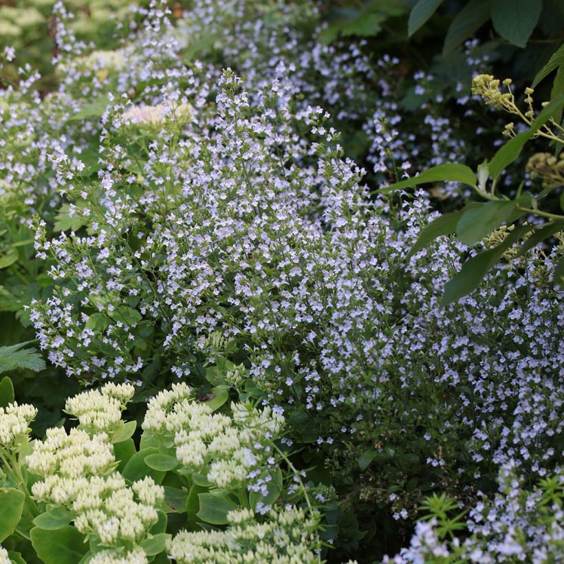 Calamintha nepeta - Calament (Port)