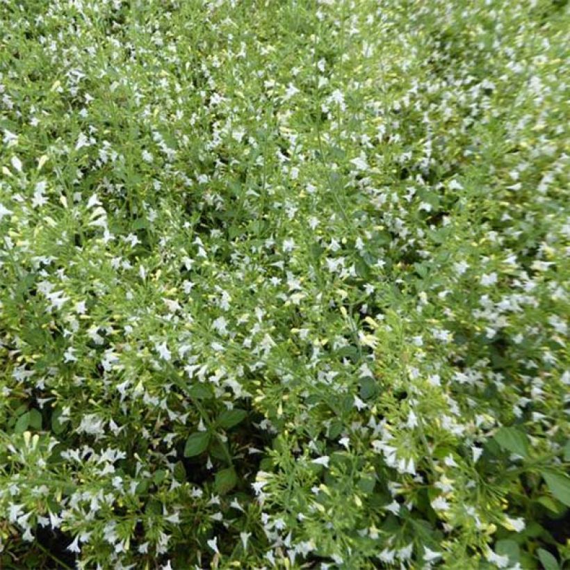 Calamintha nepeta Weisser Riese - Calament (Floraison)