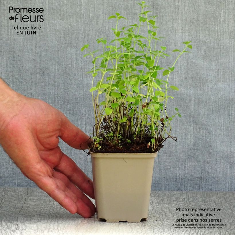 Spécimen de Calamintha nepeta White Cloud - Petit calament White Cloud Godet de 8/9 cm tel que livré en été