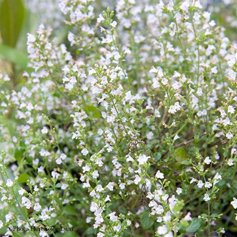 Calamintha sylvatica Menthe - Sariette des bois (Floraison)
