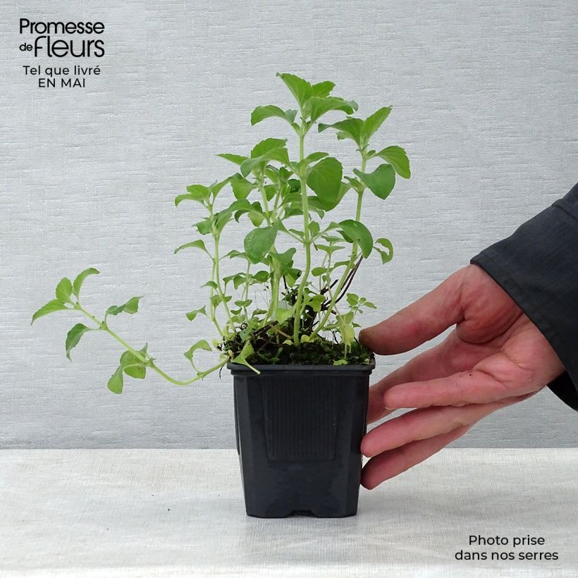 Spécimen de Calamintha sylvatica Menthe - Sariette des bois Godet de 8 cm tel que livré au printemps