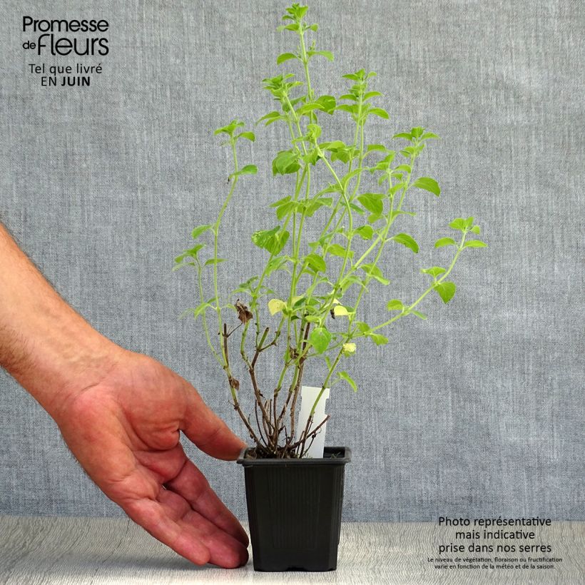Spécimen de Calamintha sylvatica Menthe - Sariette des bois Godet de 8/9 cm tel que livré en été