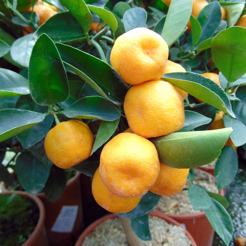 Calamondin - Citrus madurensis (mitis) (Récolte)