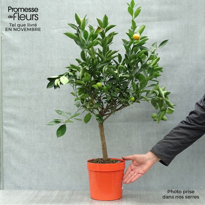 Spécimen de Calamondin - Citrus madurensis (mitis) tel que livré en automne