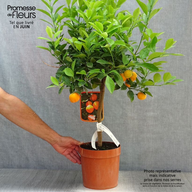 Spécimen de Calamondin - Citrus madurensis (mitis) Pot de 4L/5L, 1/4 de tige tel que livré en été