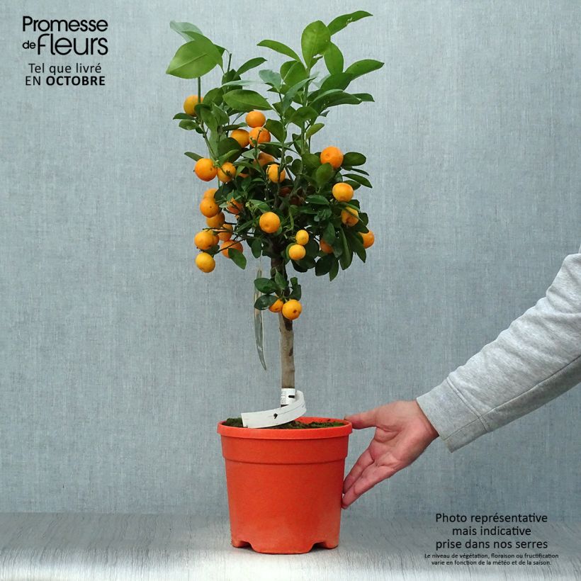 Spécimen de Calamondin - Citrus madurensis (mitis) tel que livré en automne