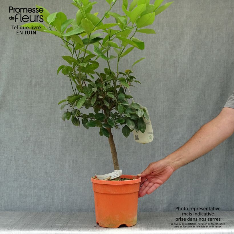 Spécimen de Calamondin - Citrus madurensis (mitis) Pot de 6L/7L, Tige tel que livré en été