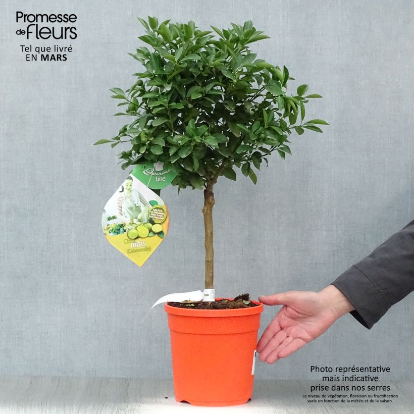 Spécimen de Calamondin - Citrus madurensis (mitis) en pot de 7L tel que livré au printemps