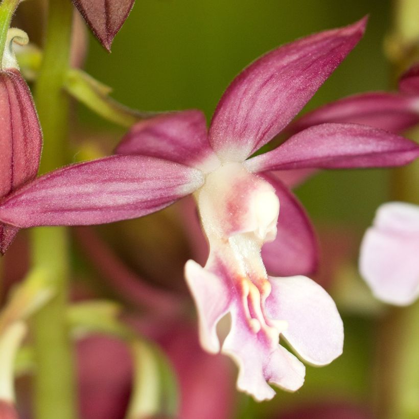 Calanthe Kozu x Tonk - Orchidée terrestre (Floraison)