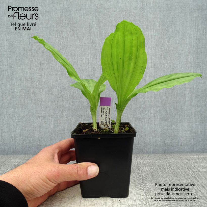 Spécimen de Calanthe Olive Green - Orchidée vivace - Pot de 1,5L/2L tel que livré au printemps