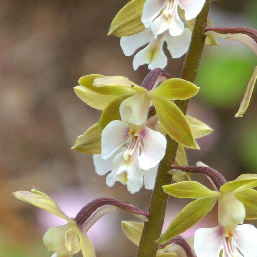 Calanthe Olive Green - Orchidée vivace (Floraison)