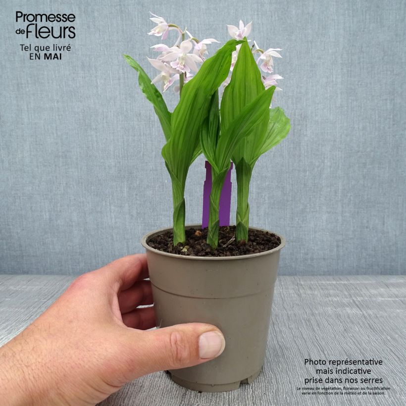 Spécimen de Calanthe Pink & Cream - Orchidée vivace - Pot de 1,5L/2L tel que livré au printemps