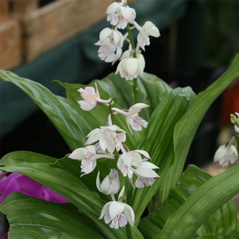 Calanthe aristulifera - Ochidée vivace (Floraison)