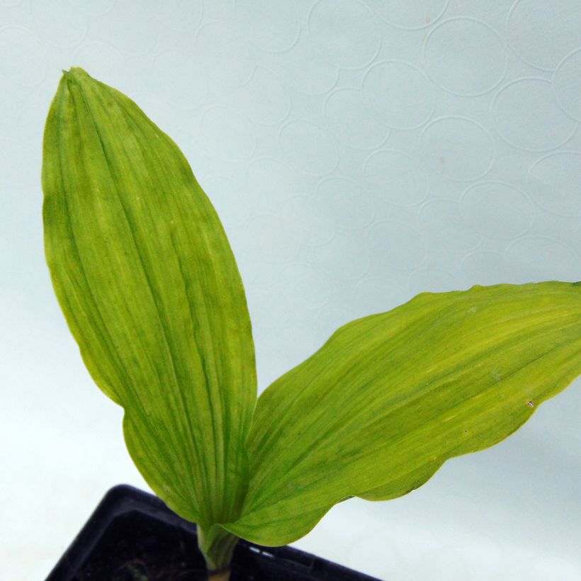 Calanthe sieboldii - Orchidée de jardin jaune (Feuillage)