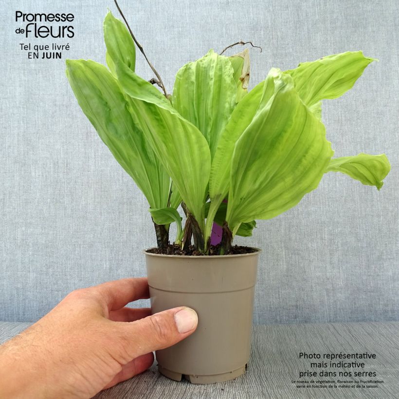Spécimen de Calanthe sieboldii - Orchidée de jardin jaune Pot de 1L/1,5L tel que livré en été