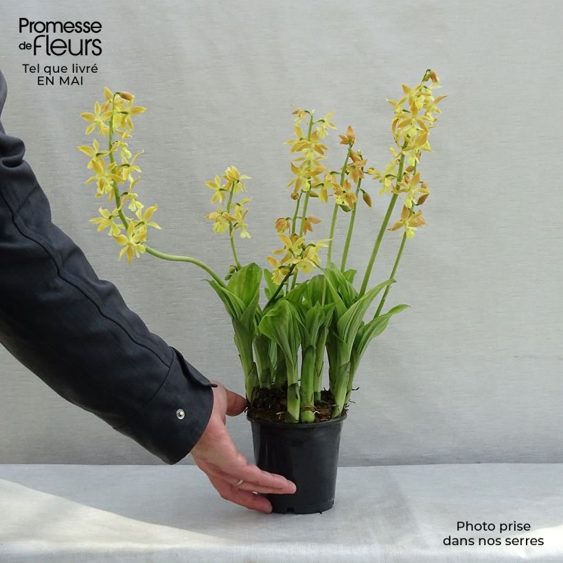 Spécimen de Calanthe sieboldii - Orchidée de jardin jaune tel que livré au printemps