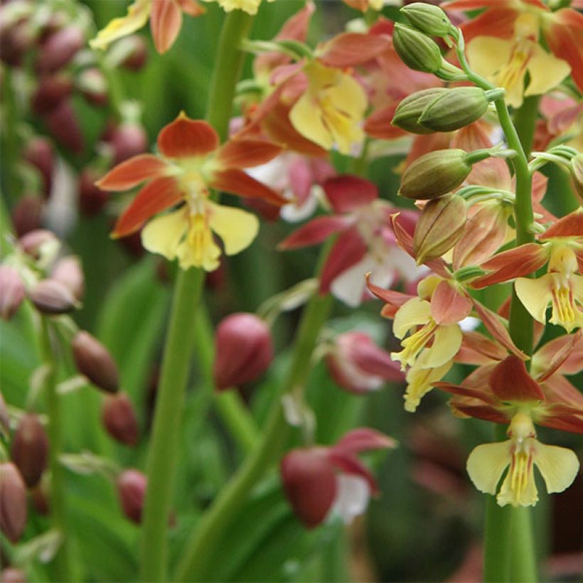 Calanthe tricarinata - Orchidée vivace (Floraison)